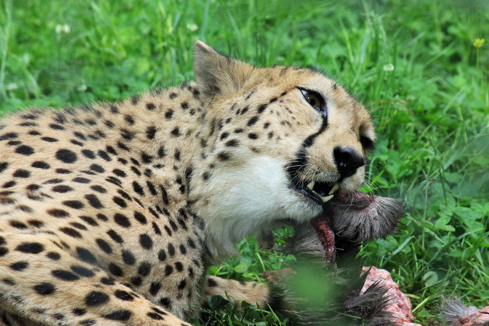 Gepard Zoo Krefeld