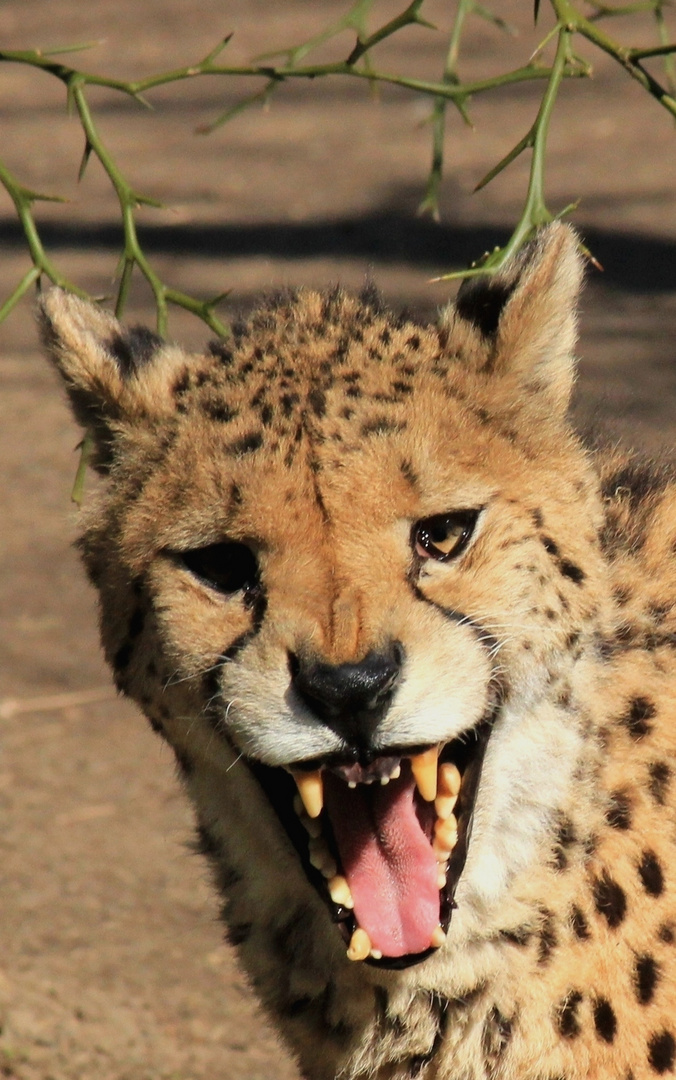 Gepard Zoo Krefeld