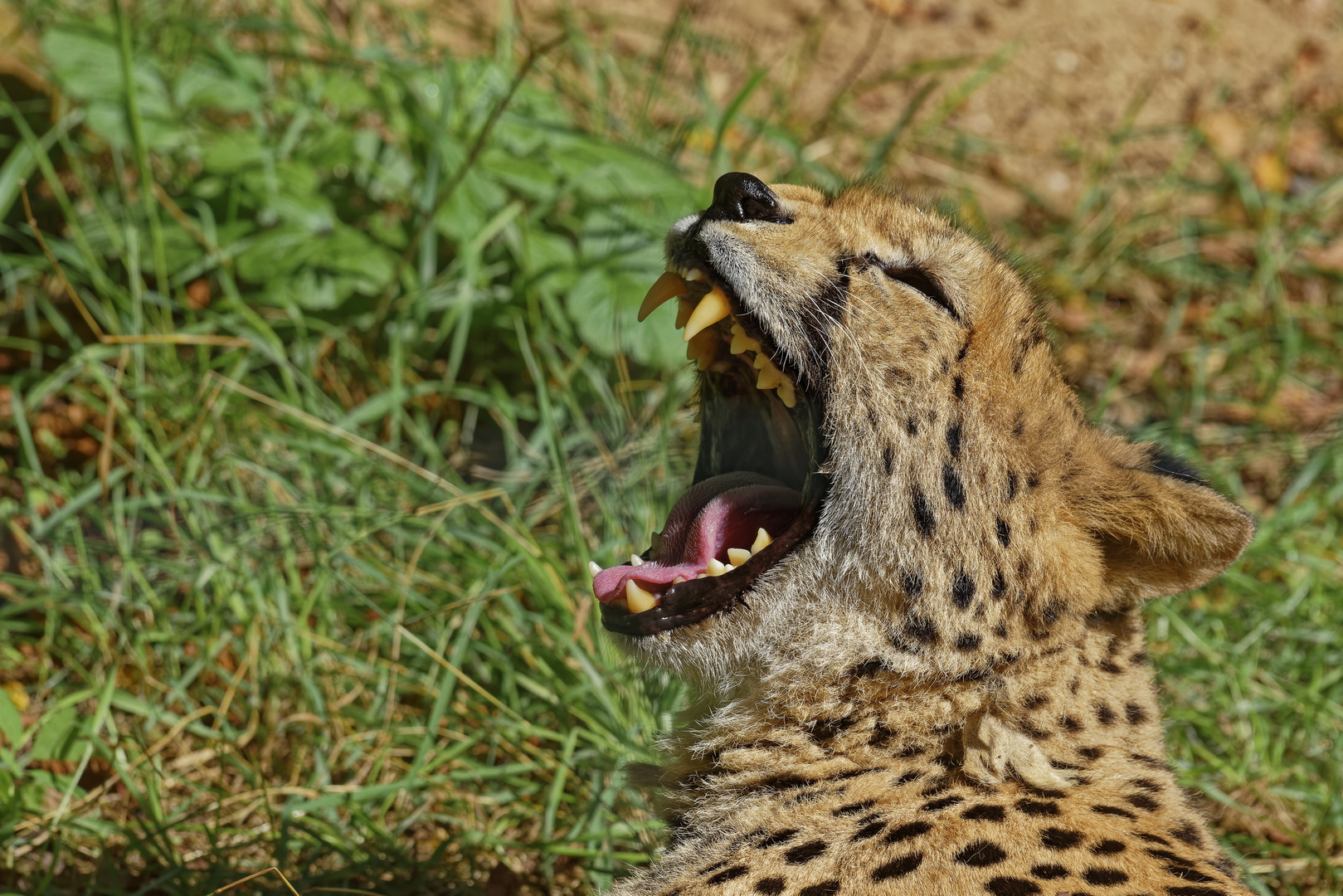 Gepard Zoo Krefeld