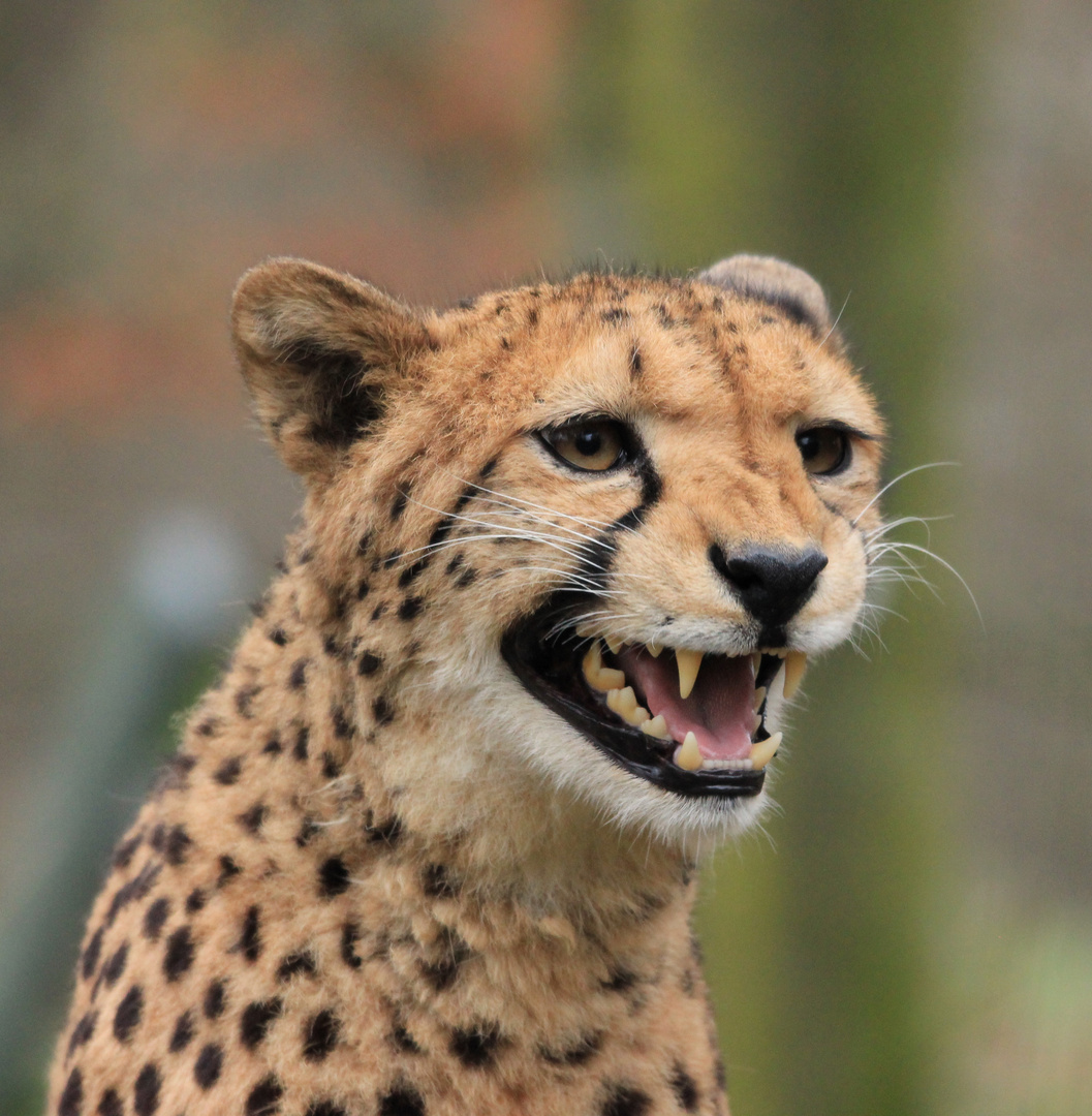 Gepard Zoo Krefeld