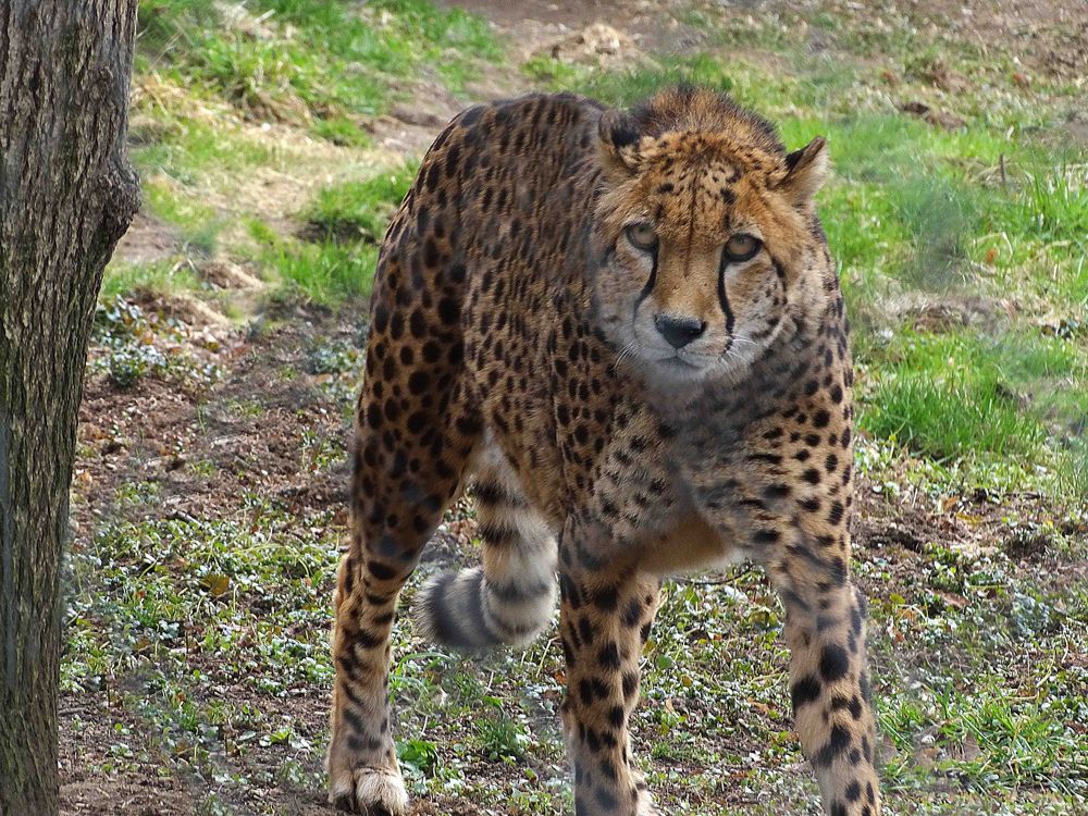 Gepard (Zoo Neuwied)