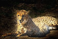 Gepard (Zoo Neuwied)