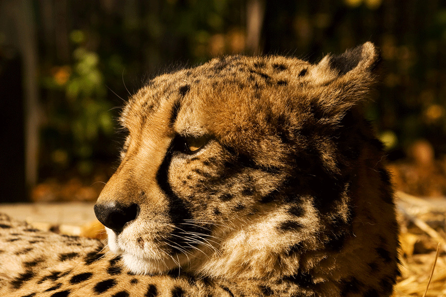 Gepard - Zoo Wien
