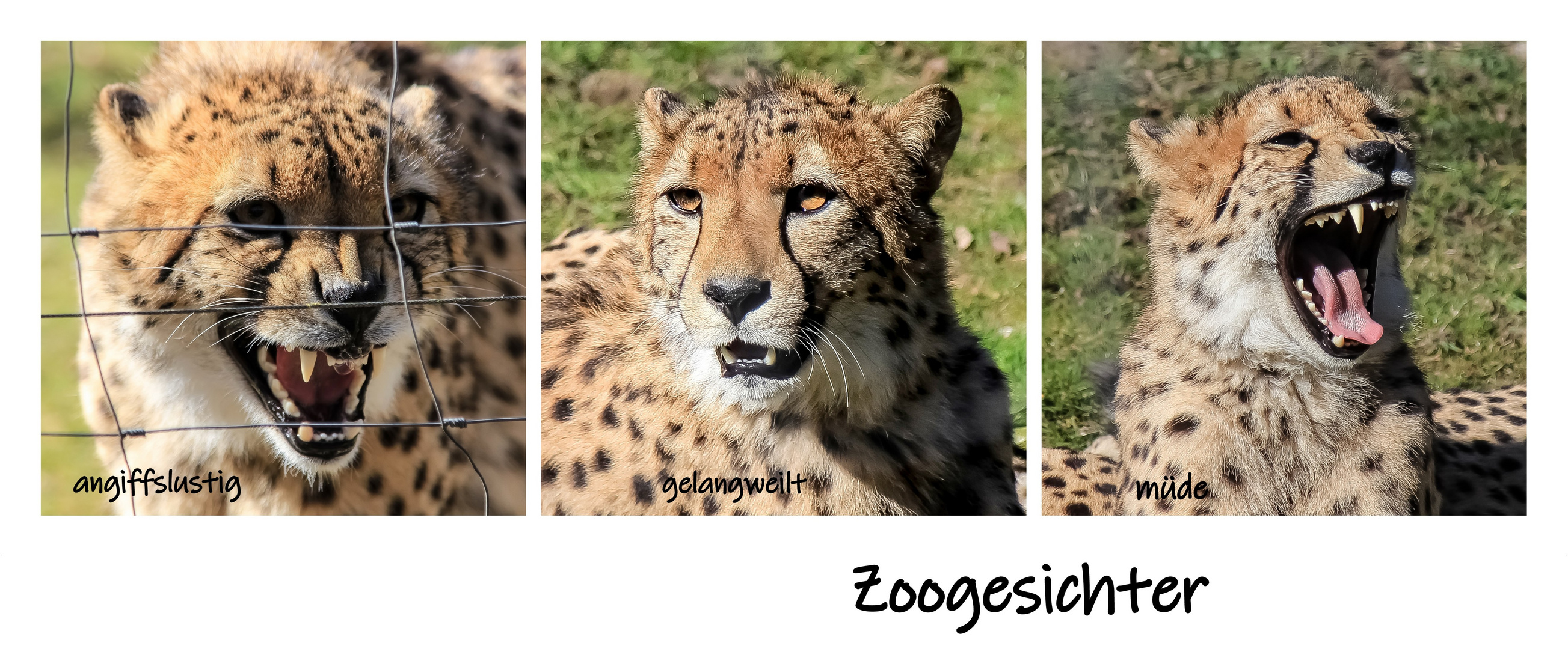 Gepard Zoogesichter