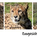 Gepard Zoogesichter