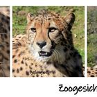 Gepard Zoogesichter