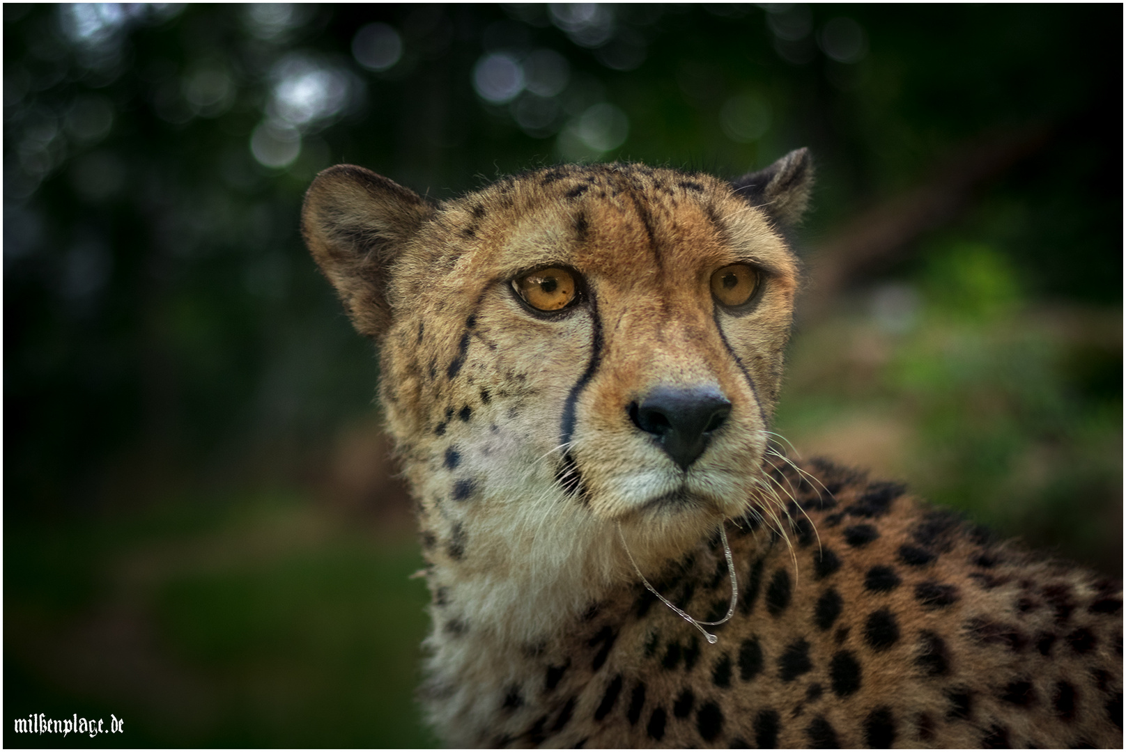 Gepard - Zoopark Erfurt