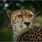 Gepard - Zoopark Erfurt