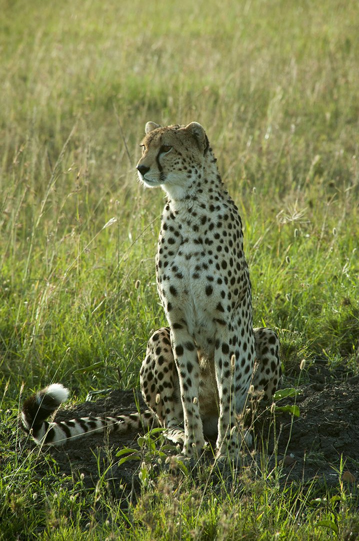 Gepard003