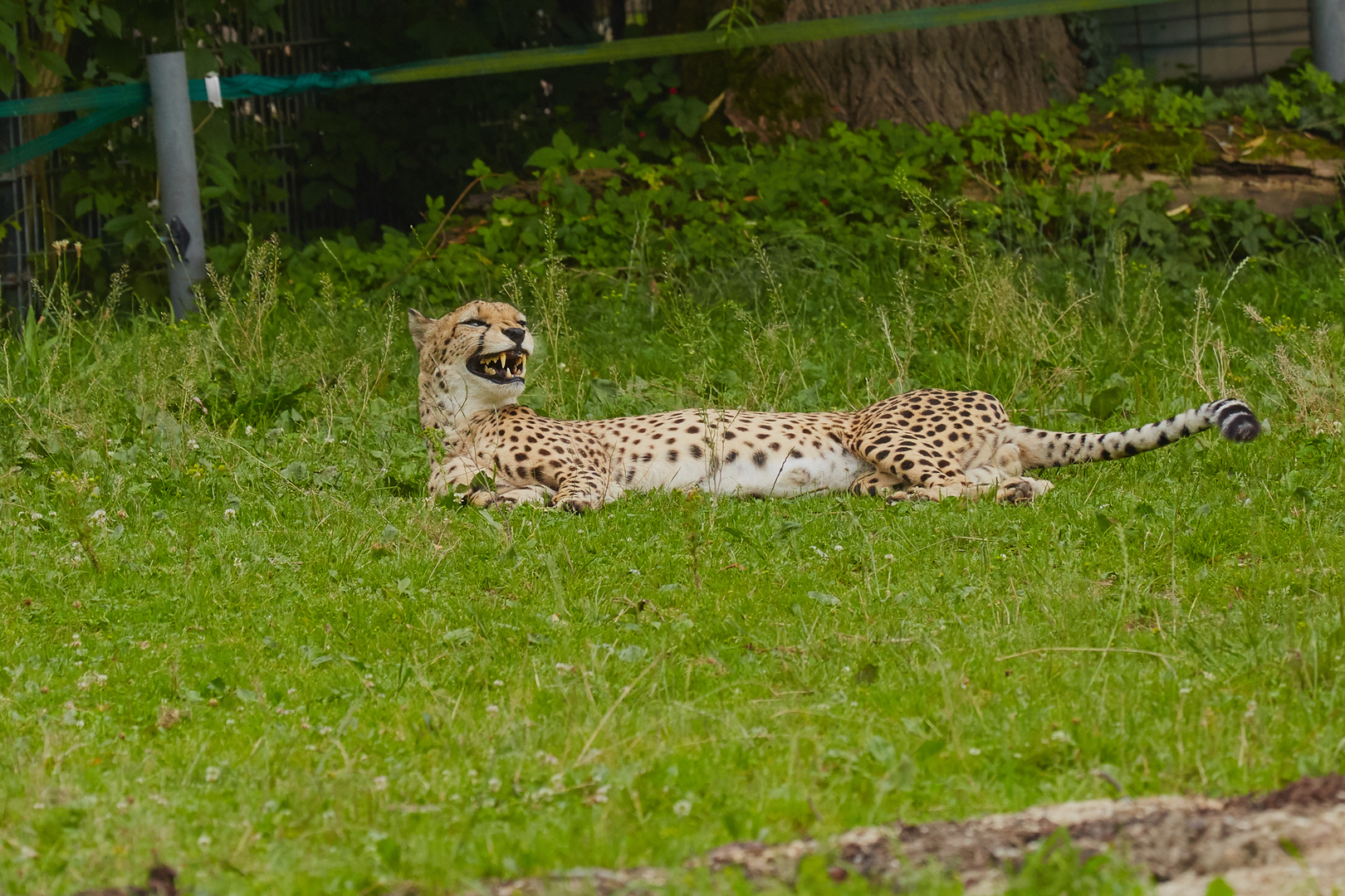 Gepard_01