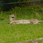 Gepard_01