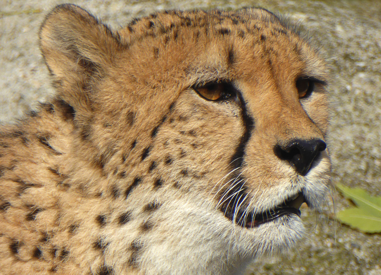 Gepard_01