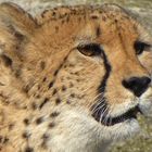 Gepard_01