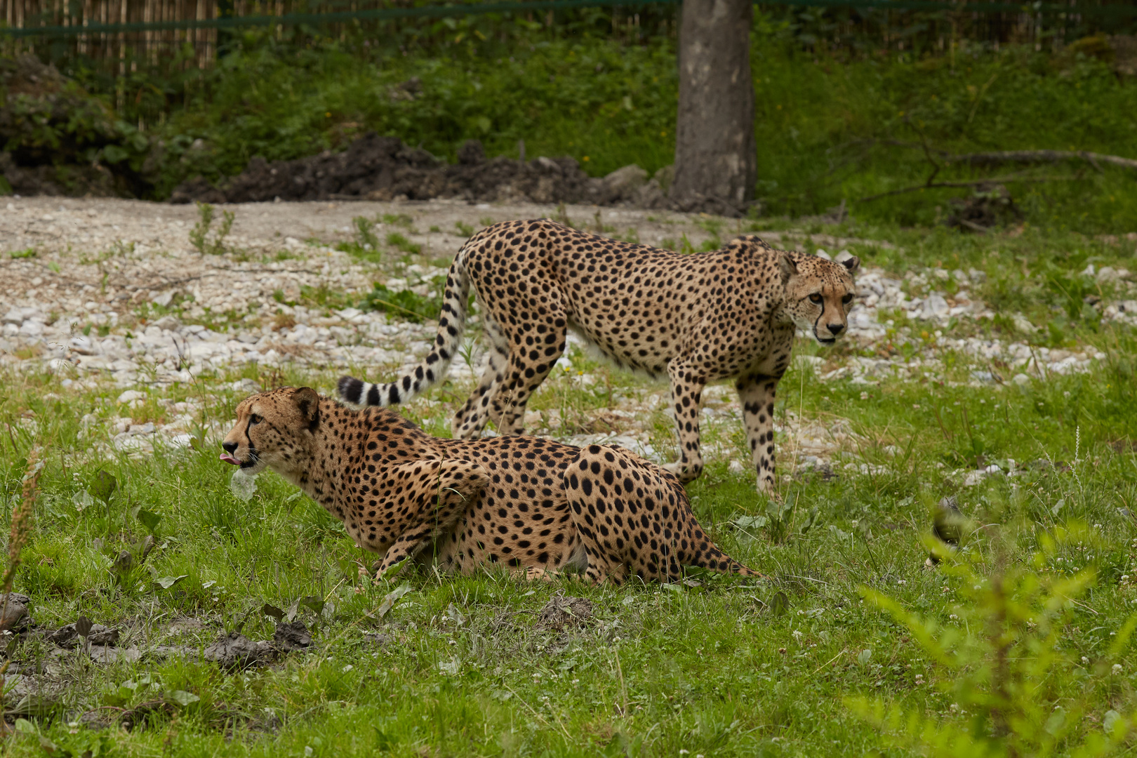 Gepard_04