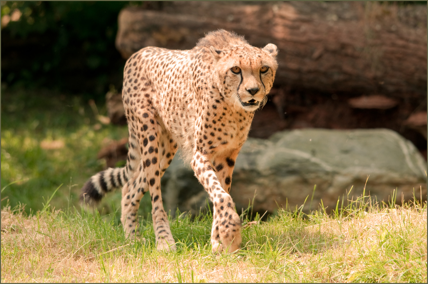 Gepard1