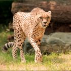 Gepard1