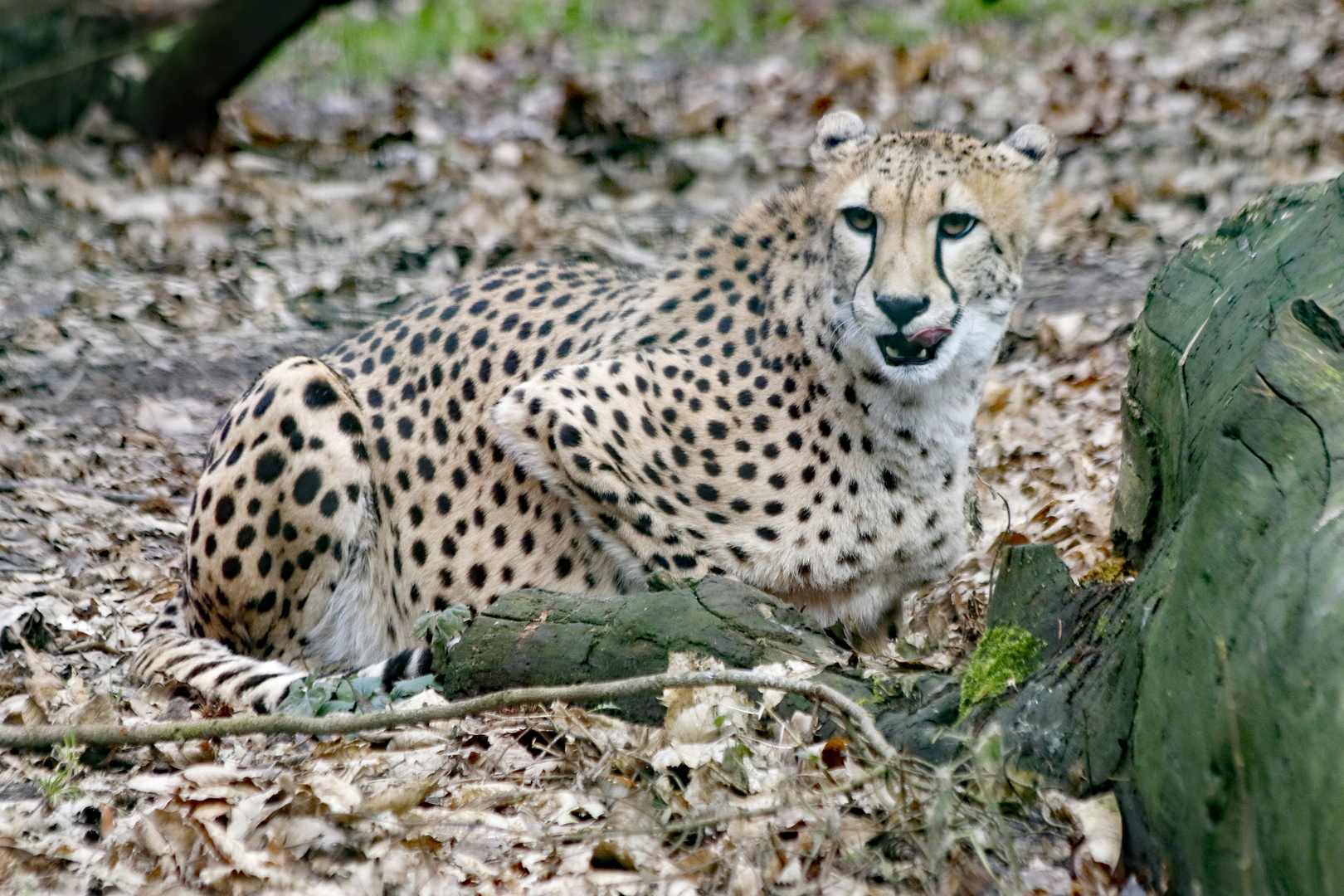 Gepard_1