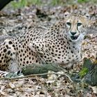 Gepard_1