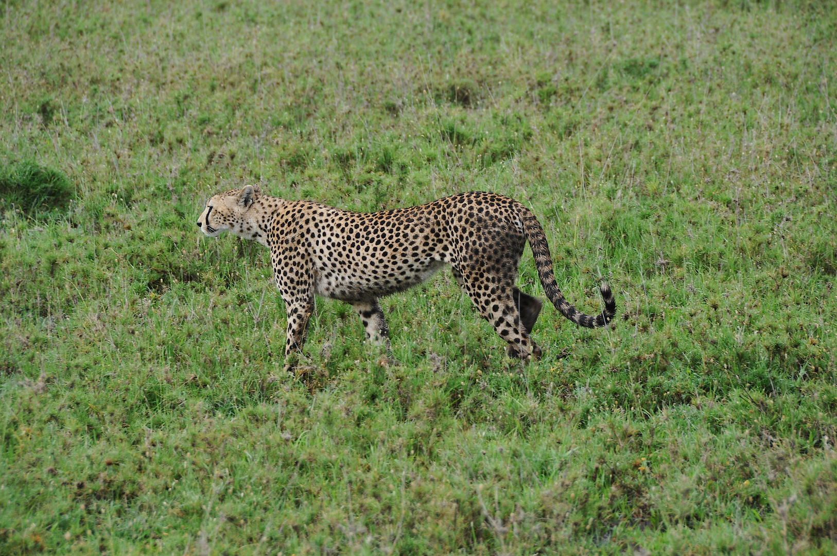 Gepard1