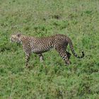 Gepard1