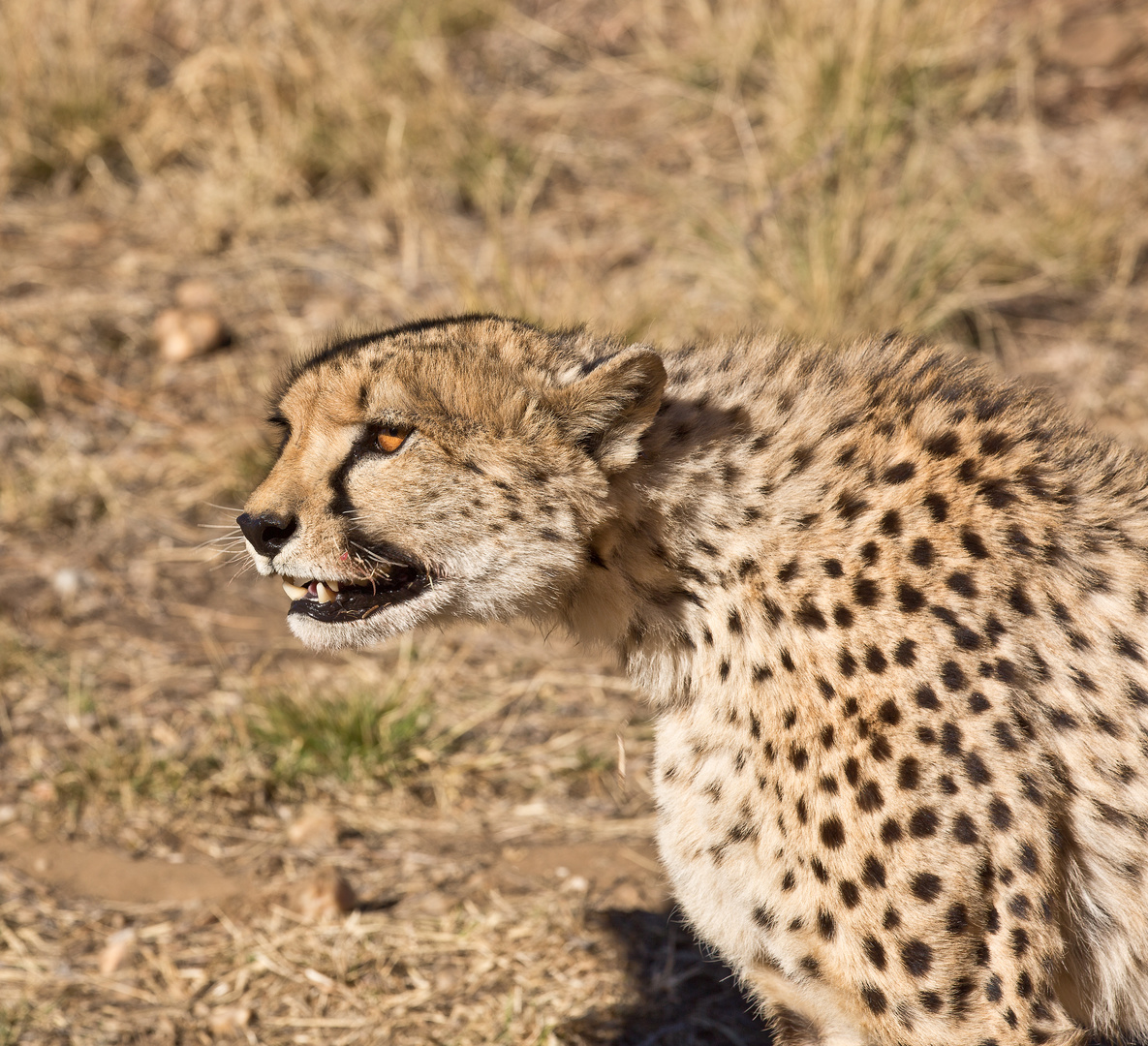 Gepard2