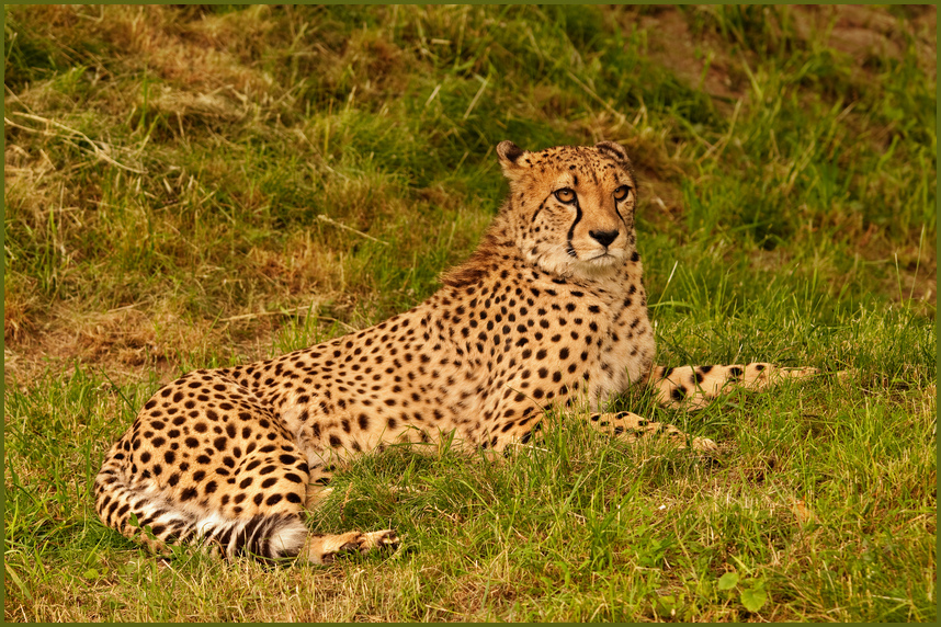 Gepard2