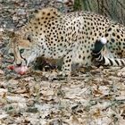 Gepard_2