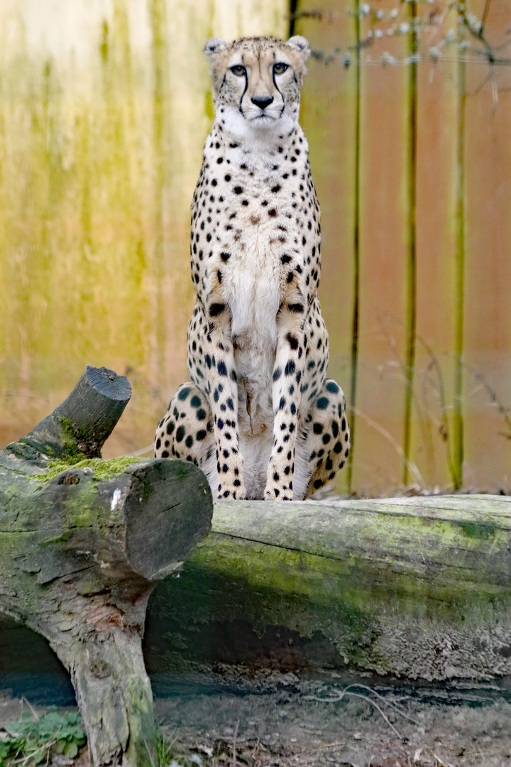 Gepard_3