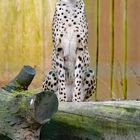 Gepard_3