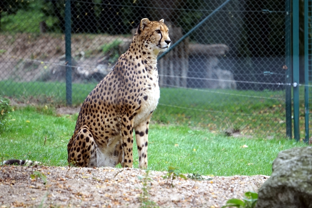 Gepard_DSC00310m