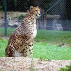 Gepard_DSC00310m