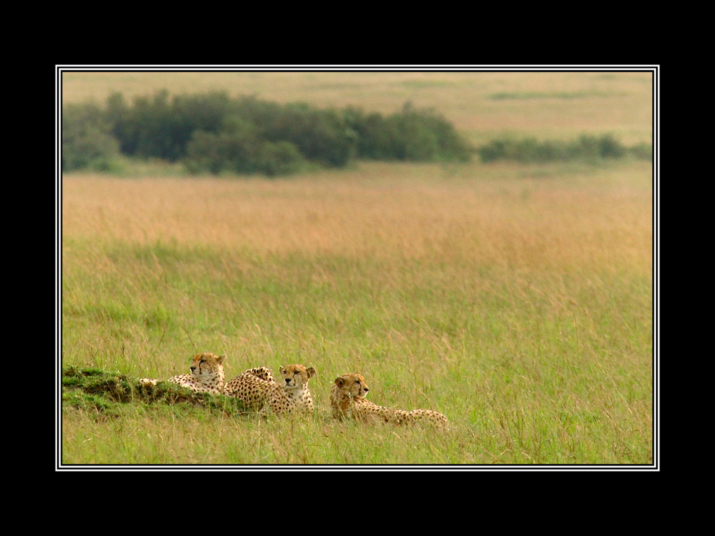 Geparde in der Steppe