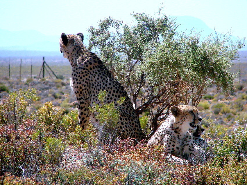 Geparde in Inverdoorn Südafrika