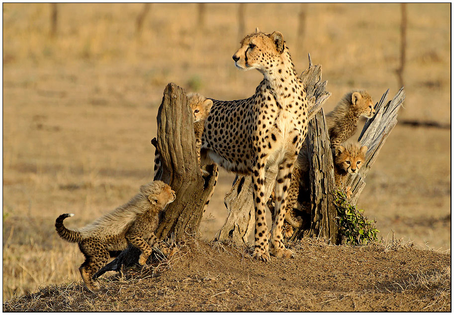 Geparde (Masai Mara, Wildlife)