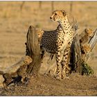 Geparde (Masai Mara, Wildlife)