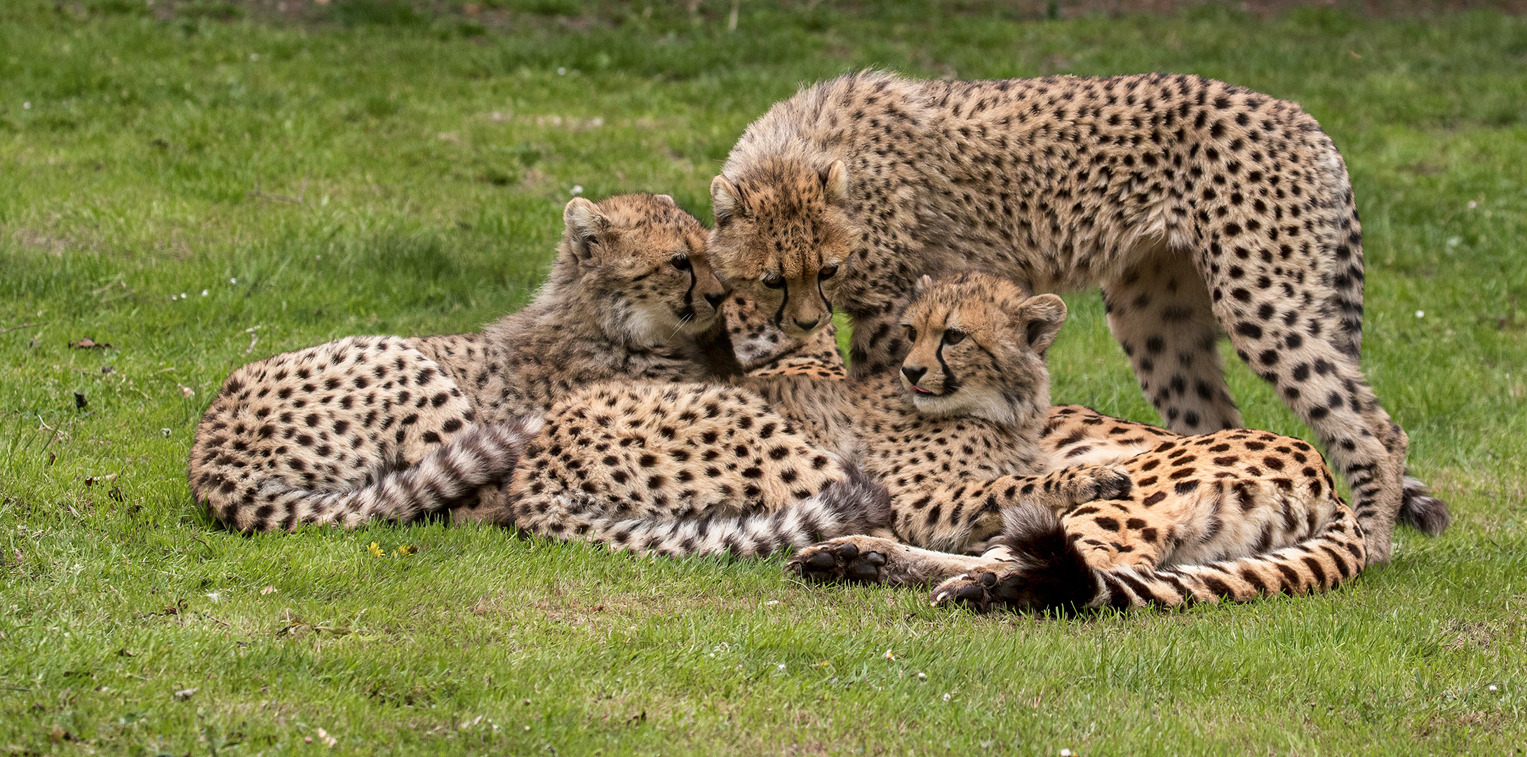 Geparden 2019 im Zoo Münster