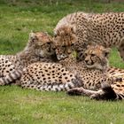 Geparden 2019 im Zoo Münster