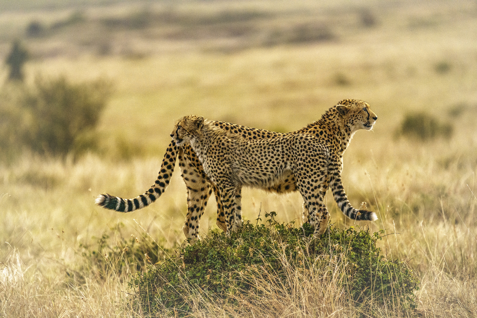 Geparden auf dem Ausblick, 02, Massai Mara, 2021.08.01