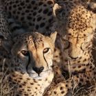 Geparden auf der Harnas Farm Namibia