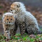 Geparden-Babies 001