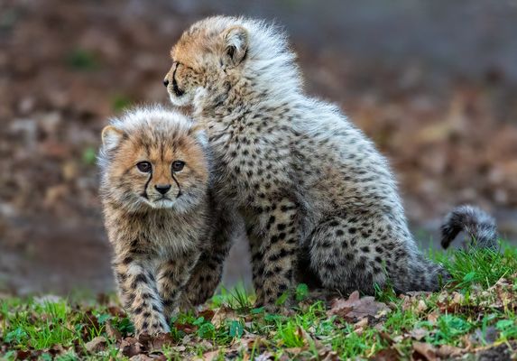 Geparden-Babies 001