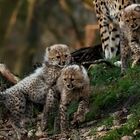 Geparden Babies 003