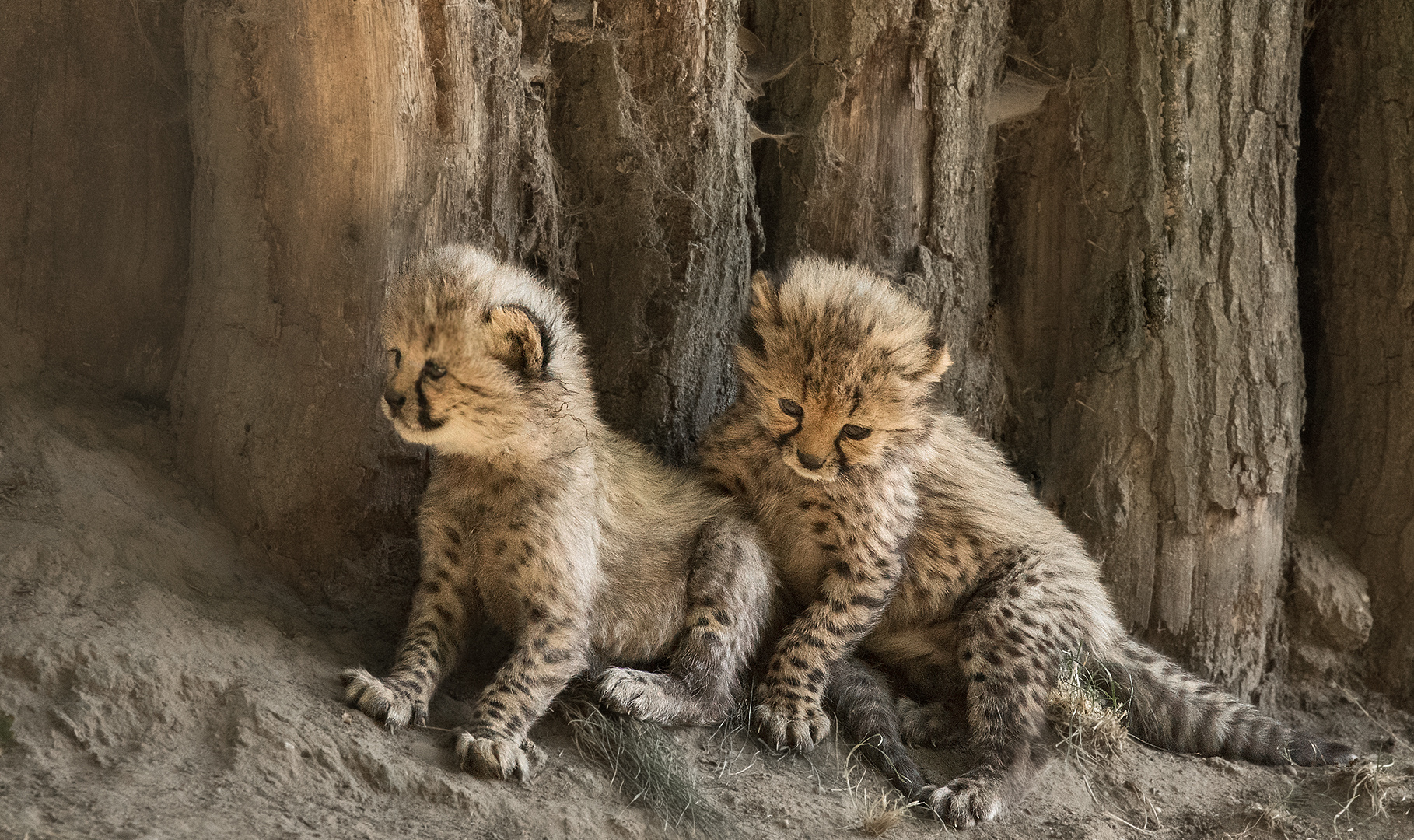  Geparden Babies 051 