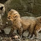 Geparden-Babies