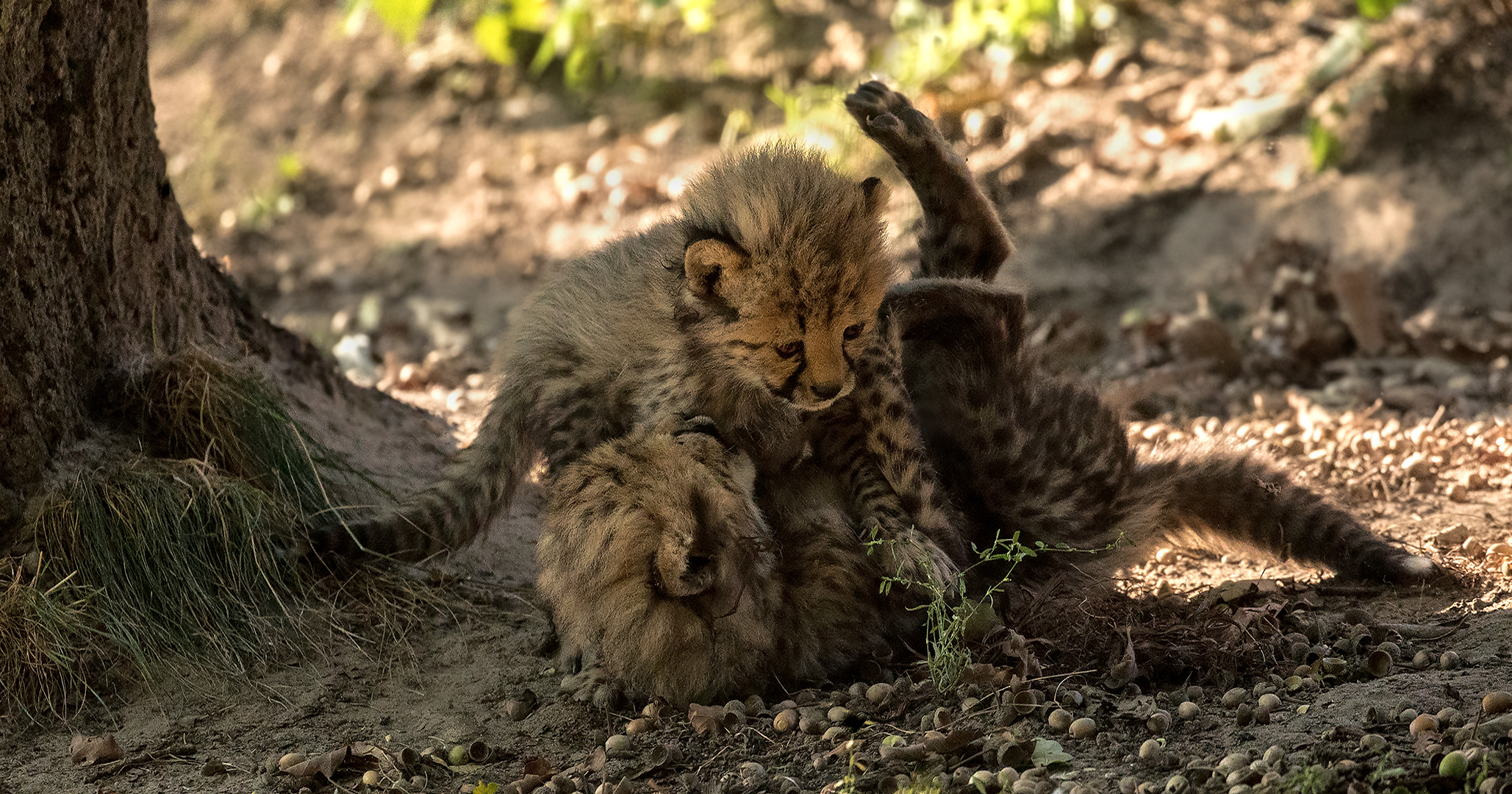  Geparden Babies beim Toben 022 