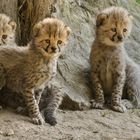 Geparden Babies