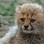 Geparden-Baby-Portrait 001 eing