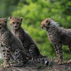 Geparden-Babys