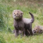 Geparden-Babys