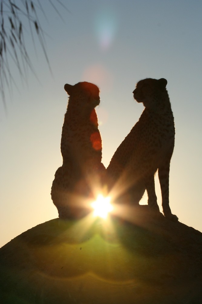 Geparden bei Sonnenuntergang